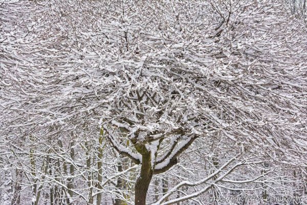 У мережі показали казковий луцький парк під снігом