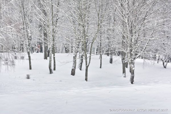 У мережі показали казковий луцький парк під снігом