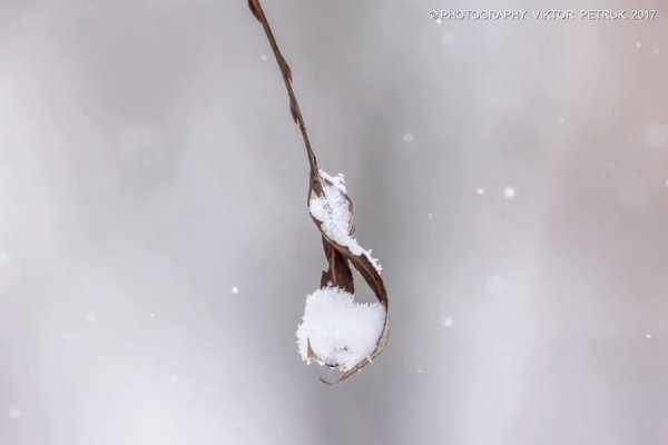У мережі показали казковий луцький парк під снігом