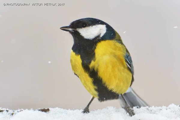 У мережі показали казковий луцький парк під снігом
