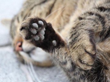 На Рівненщині 12-річна школярка вбивала котів на камеру