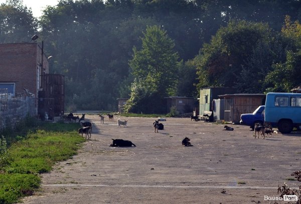 А у собачому притулку давно вже не сплять! Гав-гав-гав! :)