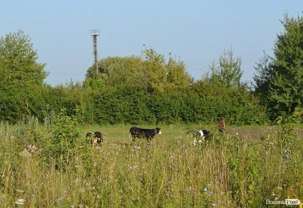 Може, це ті корови, молоко з яких уже продають бабусі на базарчику?