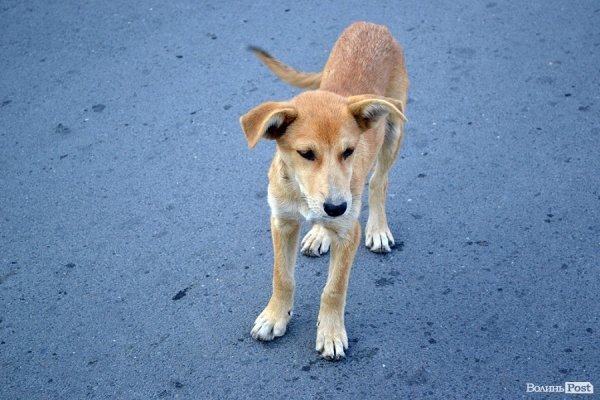 Поговорити тут можна хіба із псами. Хоч і то для декого сумнівна розвага :)