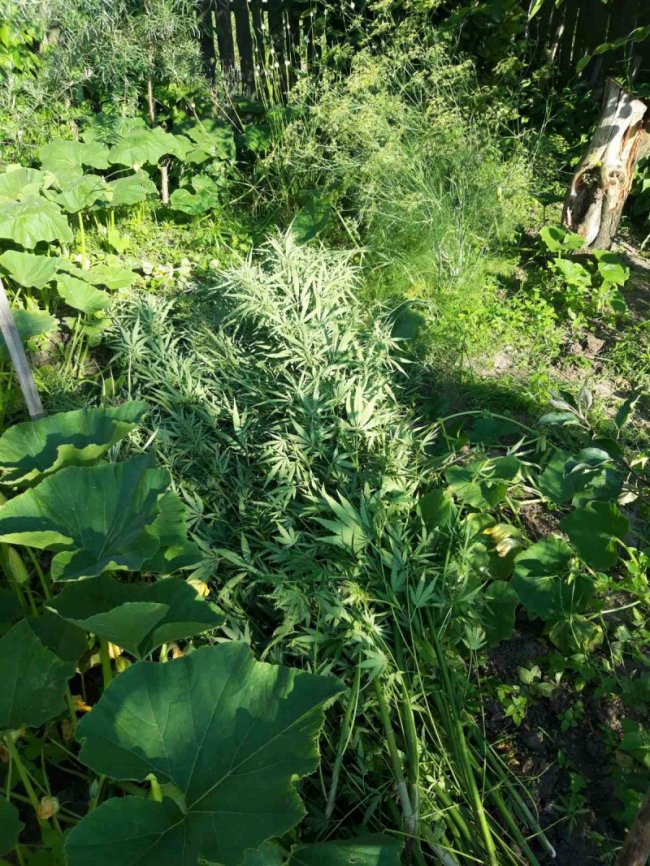 Під Луцьком пенсіонерка вирощувала на городі мак та коноплі. ФОТО