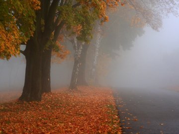 Тумани і нічні заморозки: синоптик розповіла про погоду до кінця тижня