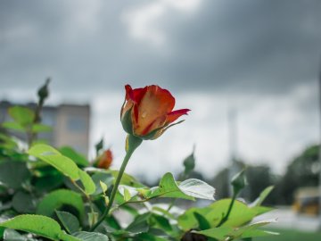 Барвиста краса: літній Луцьк потопає у квітах. ФОТО