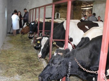 На Волині відкрили перші сімейні молочні ферми. ФОТО