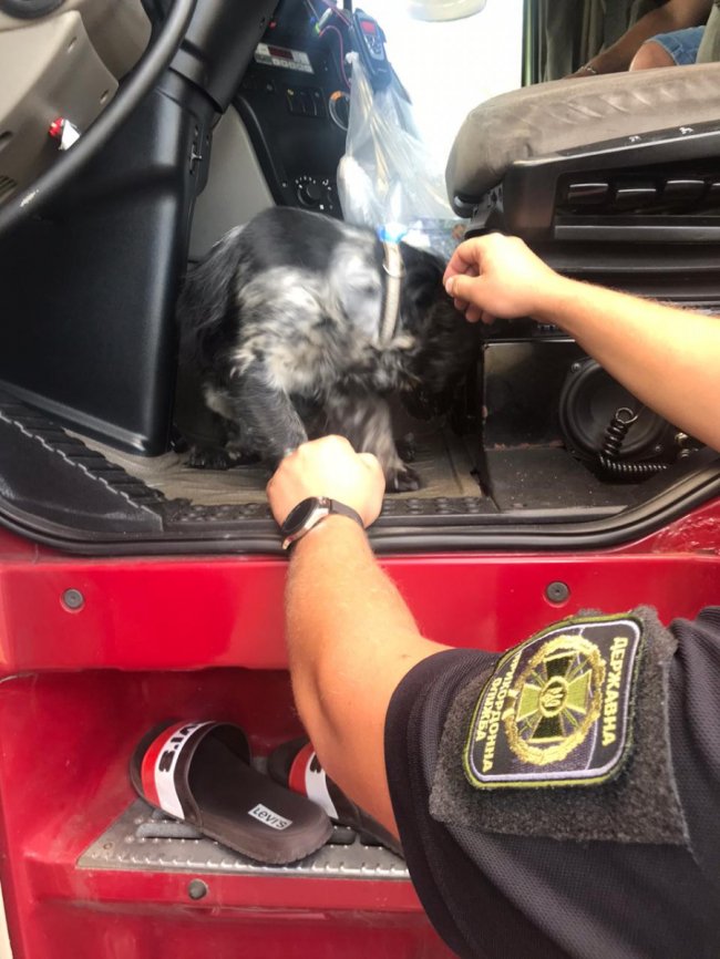 На «Ягодині» у водія вантажівки, який їхав з Польщі, знайшли наркотики. ФОТО