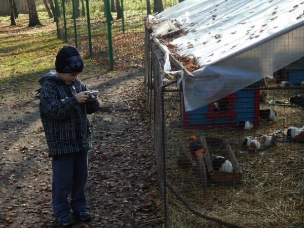 Звірі з Луцького зоопарку смакуватимуть варенням. ФОТО