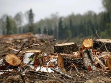 На Волині затримали лісопорушників, які завдали збитків на понад 400 000 гривень