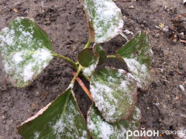 Мокрий і лапатий: на Волині - сніг. ФОТО