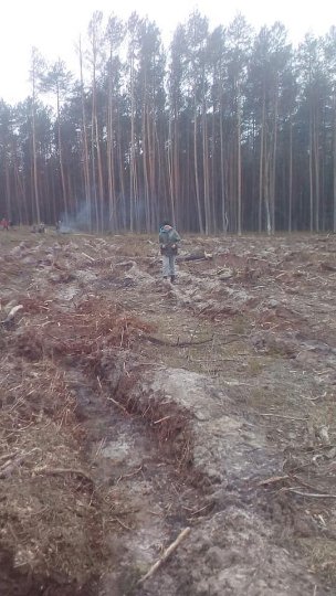 На Волині школярі висадили 6 гектарів лісу. ФОТО