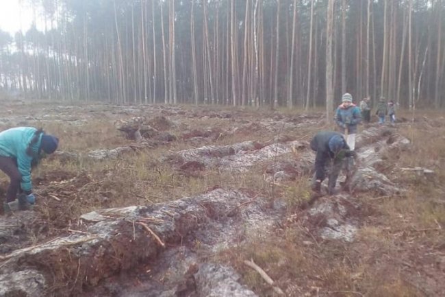 На Волині школярі висадили 6 гектарів лісу. ФОТО