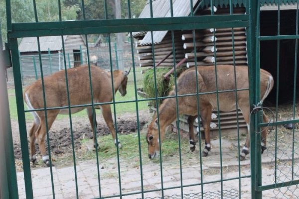 У Луцькому зоопарку наводять чистоту до відкриття. ФОТО