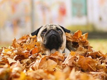 Погода в Луцьку та Волинській області на вихідні, 29 і 30 вересня