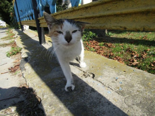 Краса золотої осені у місті на Волині. ФОТО