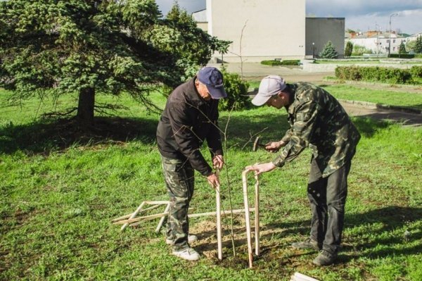 На Волині військові висадили липову алею. ФОТО