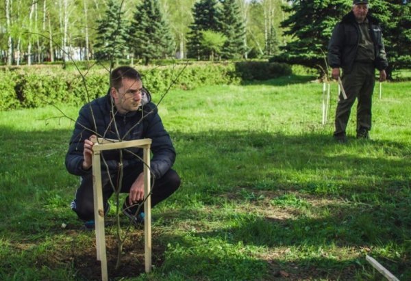 На Волині військові висадили липову алею. ФОТО