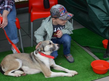 Фестиваль «Мокрі носики» біля луцького «Променя»: як безпритульним пухнастикам шукали дім. ФОТО