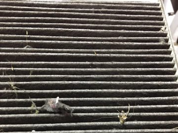 Як захиститись від алергії під час поїздки на автомобілі*