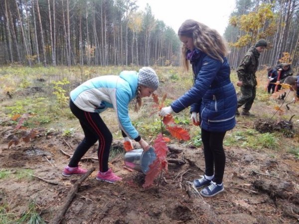 Діти висадили дерева у волинському лісі. ФОТО