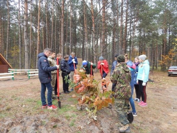 Діти висадили дерева у волинському лісі. ФОТО