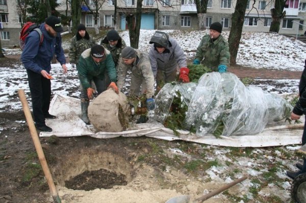 Де у Луцьку прикрасять ще одну живу ялинку. ФОТО