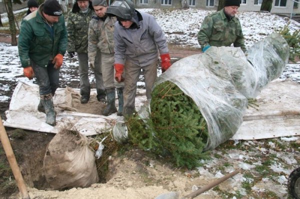Де у Луцьку прикрасять ще одну живу ялинку. ФОТО