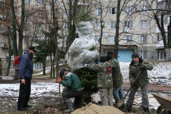 Де у Луцьку прикрасять ще одну живу ялинку. ФОТО