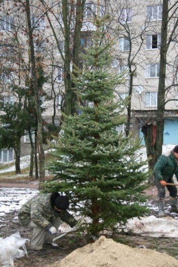 Де у Луцьку прикрасять ще одну живу ялинку. ФОТО