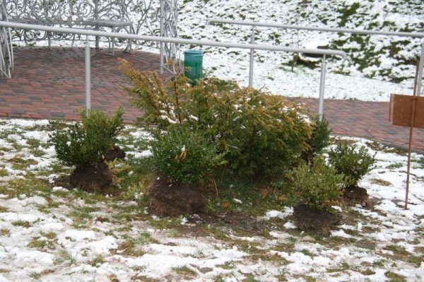 Де у Луцьку прикрасять ще одну живу ялинку. ФОТО