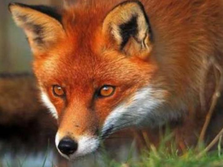 На Волині попри війну відстрілюватимуть диких тварин