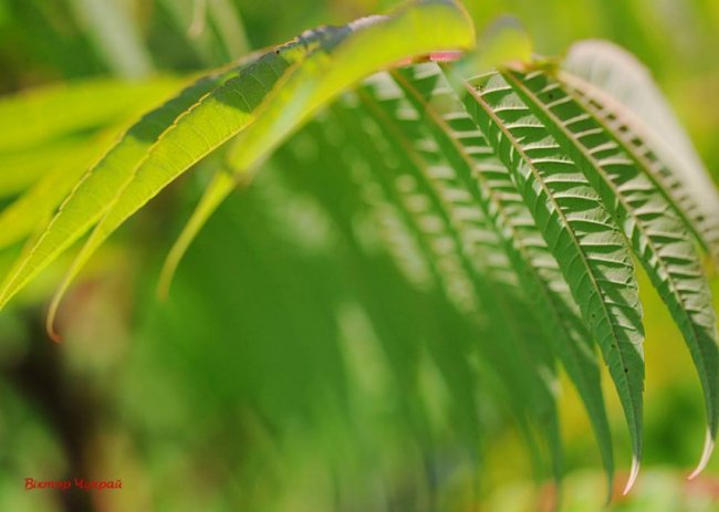 Соковите літо на світлинах луцького фотографа