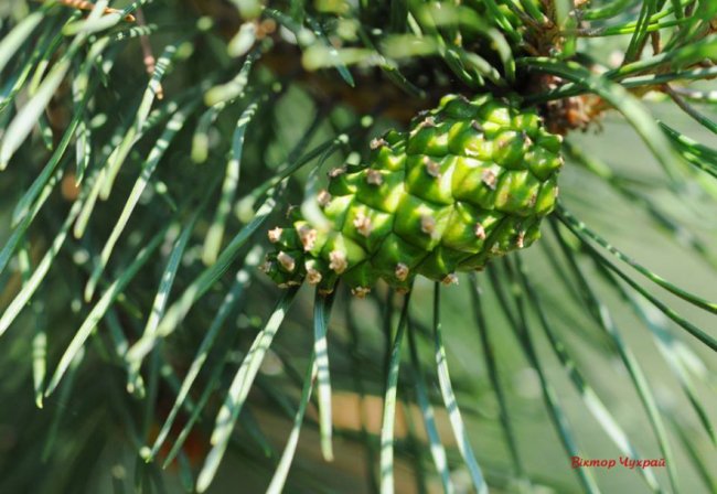 Соковите літо на світлинах луцького фотографа