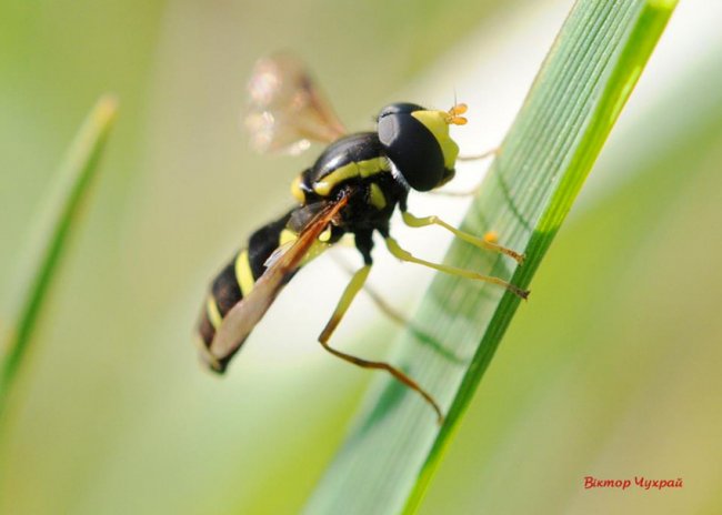 Соковите літо на світлинах луцького фотографа