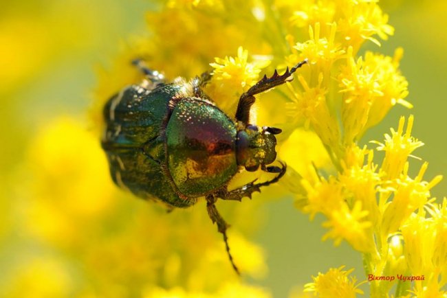 Соковите літо на світлинах луцького фотографа