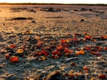 Волинянин сплатив штраф за незаконне видобування бурштину