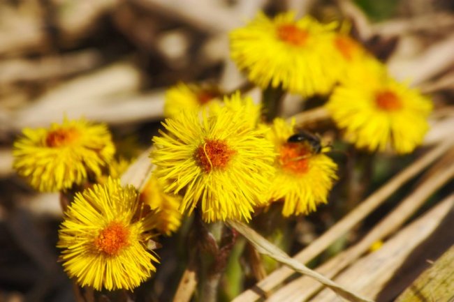 Пробудження природи: гарні світлини першого весняного тепла