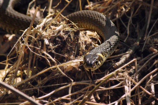Пробудження природи: гарні світлини першого весняного тепла