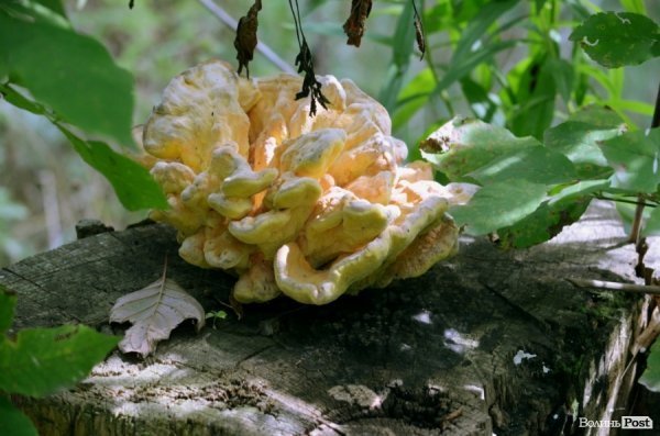 Фотопогляд: вулиця Шопена 