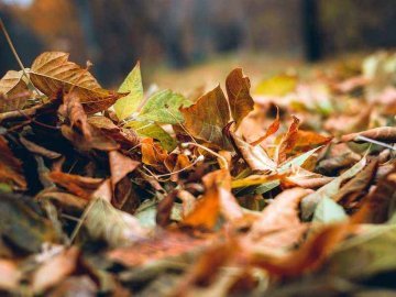 Погода у Луцьку на завтра, 5 листопада