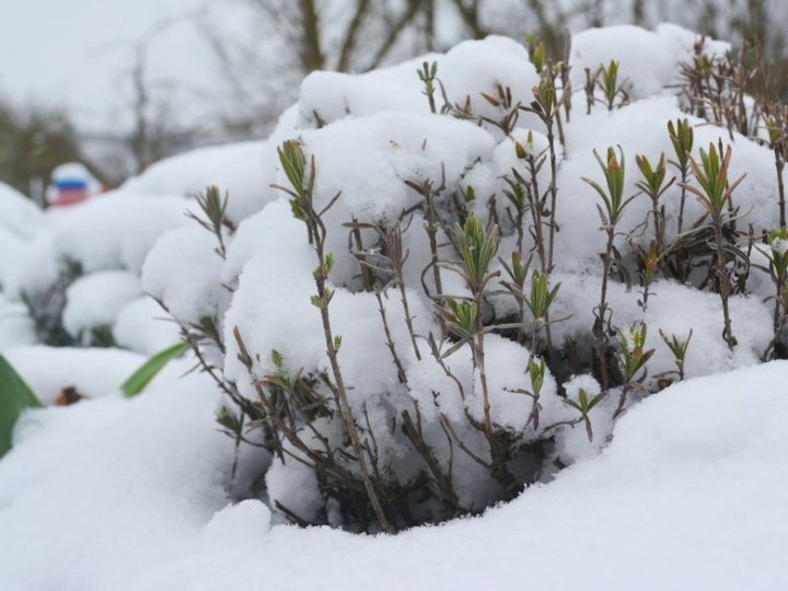 Зима у квітні: Волинь засипає снігом