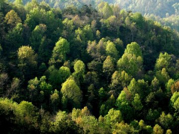 На Волині понад 27 гектарів лісових земель повернули у власність держави
