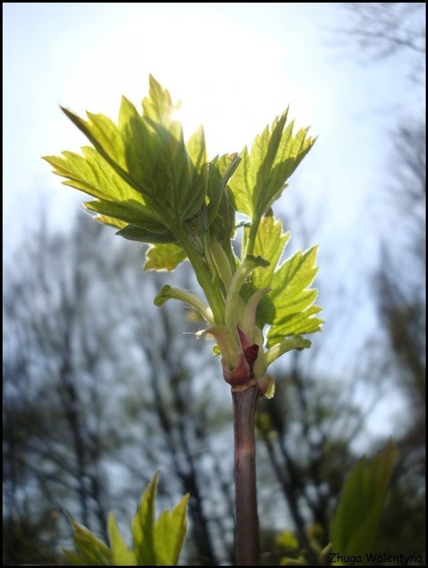 Фотовиставка Валентини Жуги