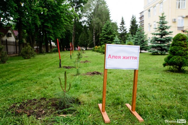 Люди з пересадженими органами посадили біля лікарні у Луцьку Алею життя. ФОТО
