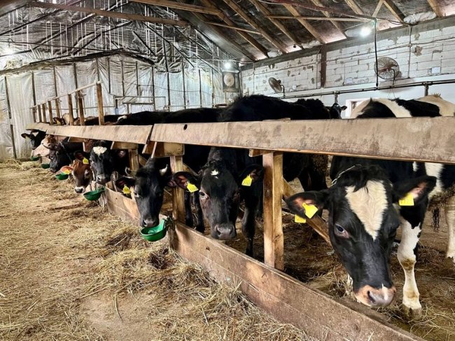 За рік - 90 тисяч літрів молока: як працює сімейна ферма на Волині