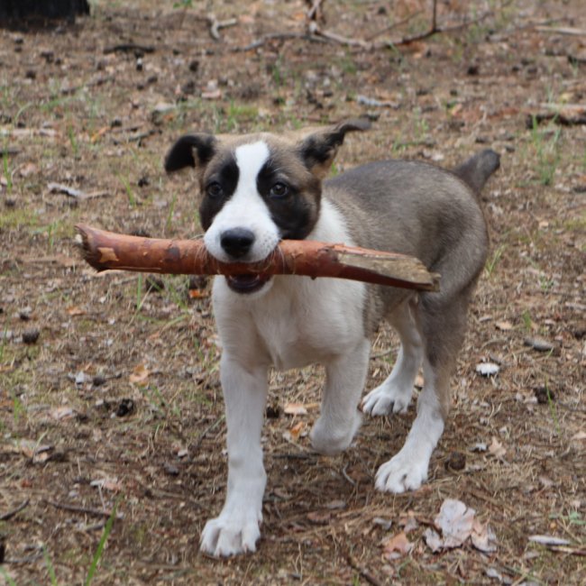 У 100БрТрО Волині служить «донбаський оркодав». ФОТО