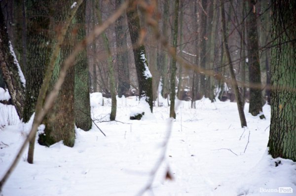 Як у «Цуманській пущі» рахували зубрів 