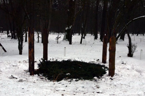 Як у «Цуманській пущі» рахували зубрів 